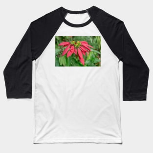 1127 pointsettia Baseball T-Shirt